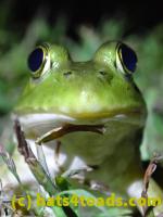 /home//u458753944/public_html/sourcegallery////////////////////////////Frogs/Bullfrogs 2020-09 Upper Merion/P9280687.JPG